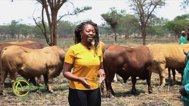 Tuli Cattle: Zimbabwe's Indigenous Jewel of Resilience and Utility.